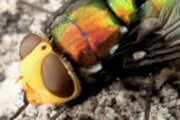 Snail Parasite Blowfly (Amenia imperialis)